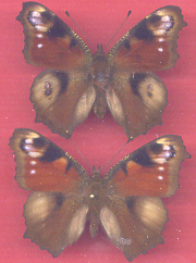 Vanessa io aberrant (Internet Image property of respective owner, non-commercial use only)